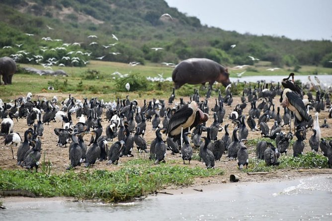 7 Nights of Rwanda & Tanzania; Mountain Gorillas & Wildebeest Migration - Accommodation Details