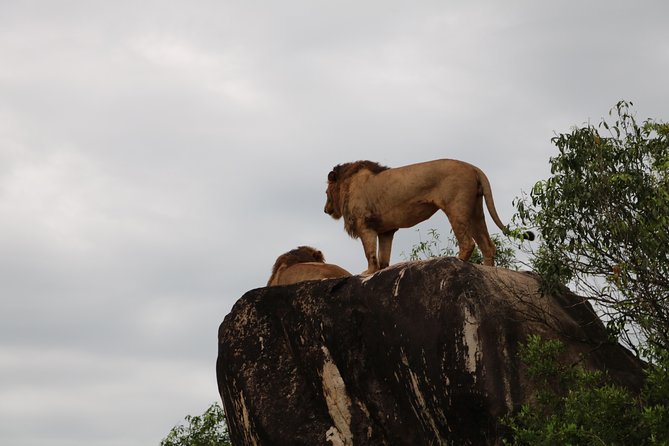 7 Nights of Rwanda & Tanzania; Mountain Gorillas & Wildebeest Migration - Booking Information