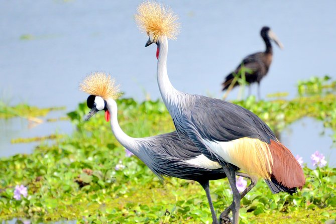 7 Nights of Rwanda & Tanzania; Mountain Gorillas & Wildebeest Migration - Frequently Asked Questions