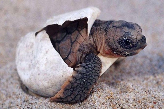 7 Nights Private Tour Of Sri Lanka - Tour Highlights