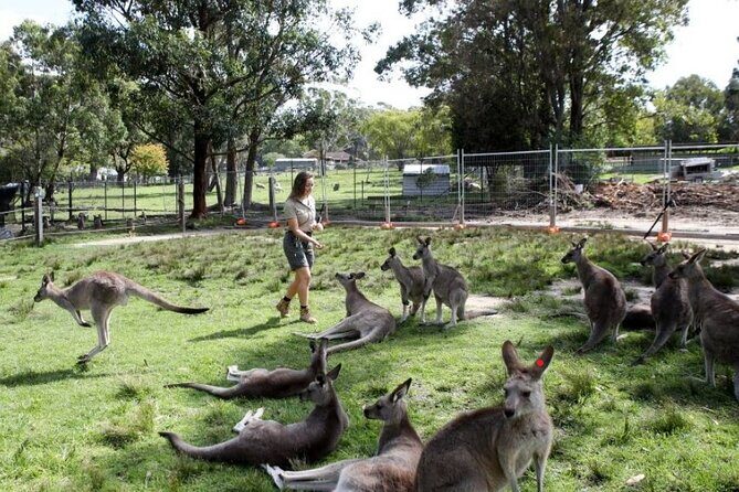 7 Wonders of Sydney South/CBD Luxury Private Tour - Practical Details That Matter