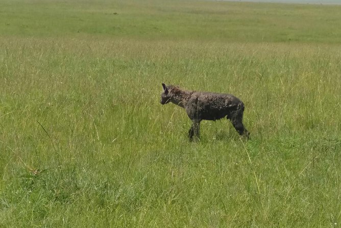 7days 6nights Through Mara to Amboseli - Good To Know