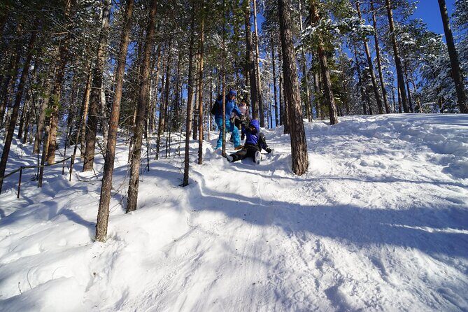 8-10km Husky Ride in the Taiga Forest and visiting the Kennel - Good To Know