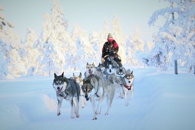 8-10km Husky Ride in the Taiga Forest and visiting the Kennel - The Itinerary: What to Expect from Start to Finish