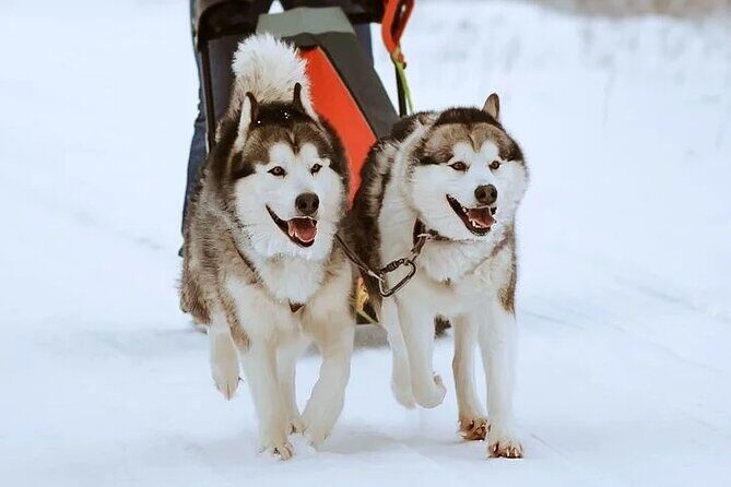 8-10km Husky Ride in the Taiga Forest and visiting the Kennel - Practical Details: What You Need to Know