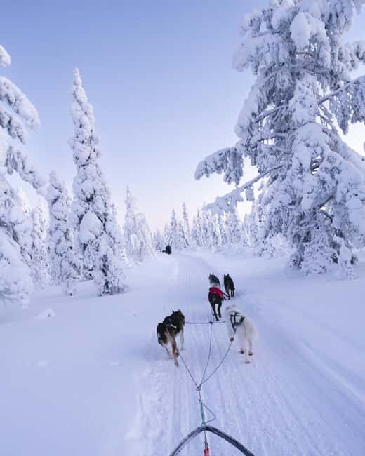 8-10km Husky Ride in the Taiga Forest & Visiting the Kennel - Good To Know