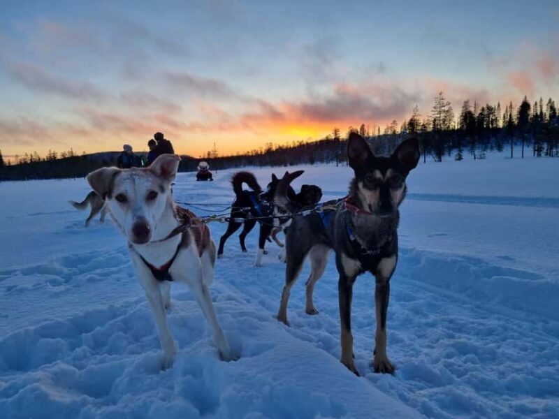 8-10km Husky Ride in the Taiga Forest & Visiting the Kennel - The Experience: What to Expect