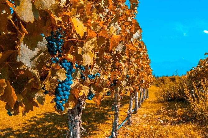 8-Day Best of Iguazu Falls, Mendoza & Buenos Aires Tour: Culture, Wine and Food - Tour Highlights