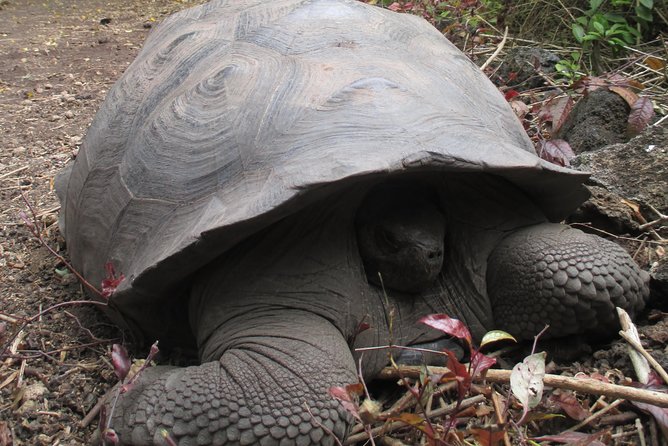 8-Day Best of Quito and Galapagos -Santa Cruz, Isabela & Unhinhabited Island - Transportation Details