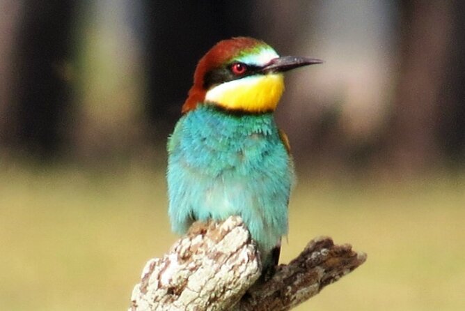 8-Day Birds of the Iberian Border Tour From Seville - Expert Bird Guide