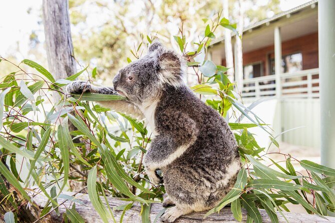 8 Day Byron Bay Noosa Fraser Island Tour from Sydney to Brisbane - Practical Tips & Final Thoughts