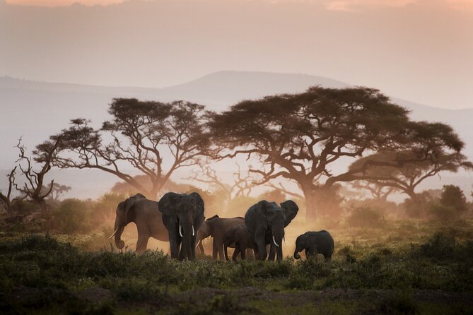 8-Day Classic Uganda Primates & Wildlife Tour - Wildlife Encounters