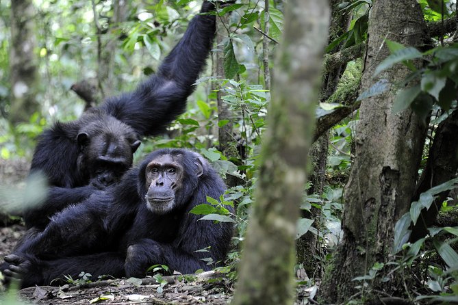 8-Day Classic Uganda Primates & Wildlife Tour - Customization Options