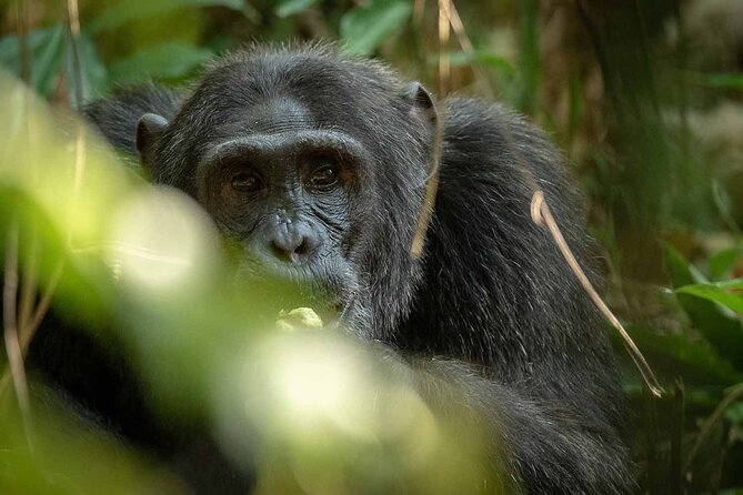 8-Day Classic Uganda Primates & Wildlife Tour - Inclusions and Logistics