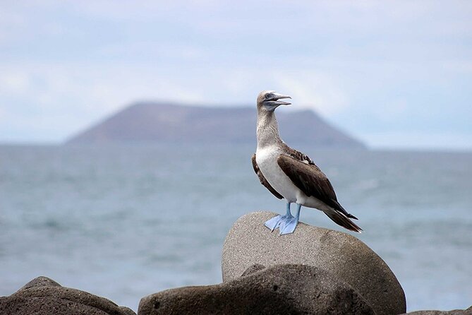 8 Day Galapagos Island Hopping - Accommodations and Meals