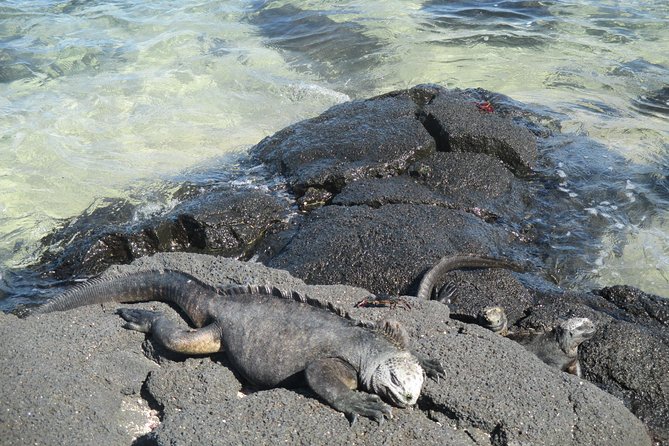 8-Day Galapagos Island Hopping Tour-Explore 5 Islands-Snorkel,Hike & Wildlife - Itinerary Overview