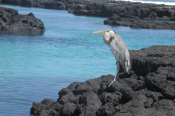 8-Day Galapagos Island Hopping Tour-Explore 5 Islands-Snorkel,Hike & Wildlife - Hiking Trails Exploration