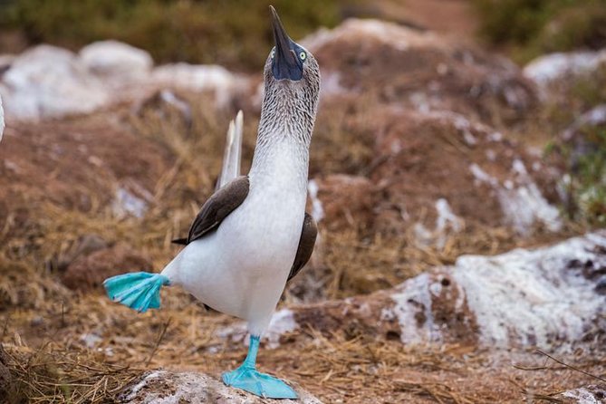 8-Day Galapagos Island Hopping Tour-Explore 5 Islands-Snorkel,Hike & Wildlife - Frequently Asked Questions