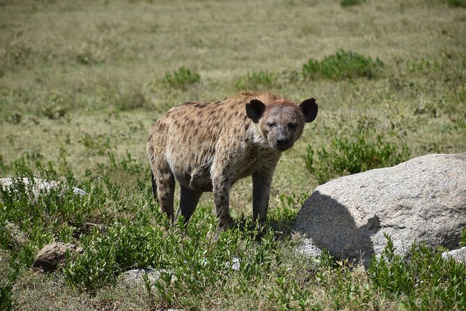 8 Day: Game Drive, Hiking and African Cultural Tour - Pricing and Guarantee