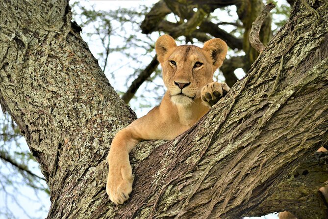 8 Day Green Season&The Great Migration - Accommodation Details