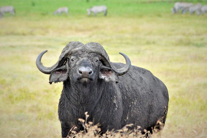 8 Day Green Season&The Great Migration - Inclusions and Exclusions