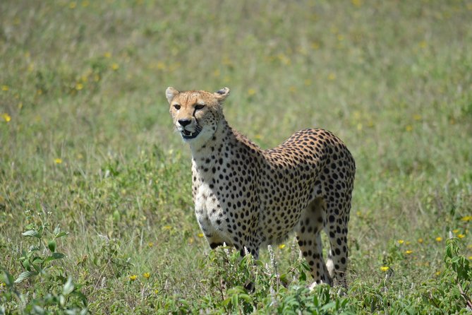 8 Day Green Season&The Great Migration - Customer Reviews