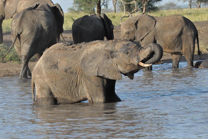 8 Day Green Season&The Great Migration - Accessibility and Recommendations