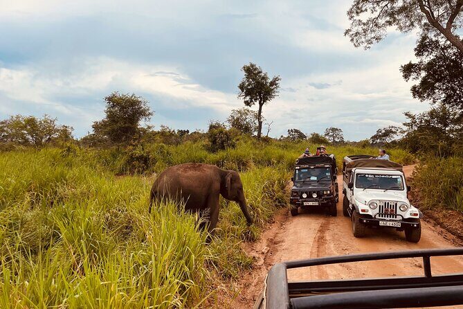 8 Day Guided Sri Lanka Cultural Heritage Tour - A Deep Dive into the 8-Day Cultural and Scenic Tour