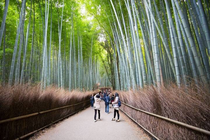 8 Day Highlights of Japan Small Group Tour Package by Tourist Journey - The group format: guided days, not one traveling party