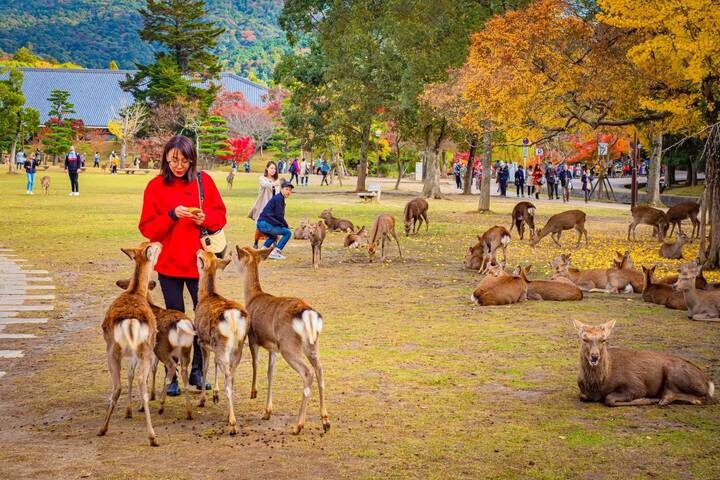 8 Day Japan on a Budget Small Group Tour Package by Tourist Journey - Day 5: Bullet train to Kyoto and an evening walk