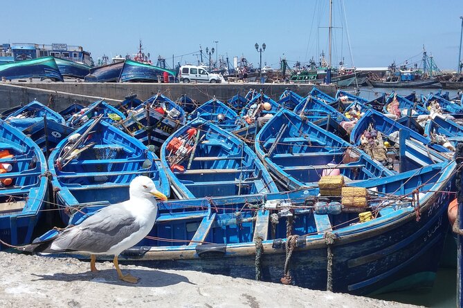 8-Day Jeep Tour - Highlights of North Morroco - Operator Details