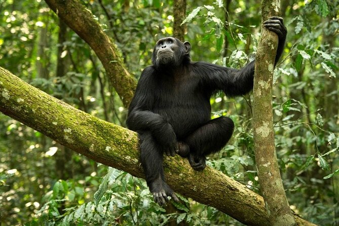 8 Day: Katavi N.P and Mahale Mountains National Park - Good To Know