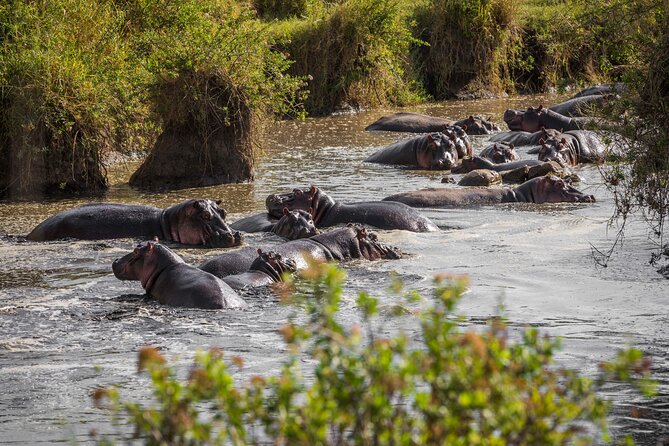 8 Day: Katavi N.P and Mahale Mountains National Park - Traveler Recommendations