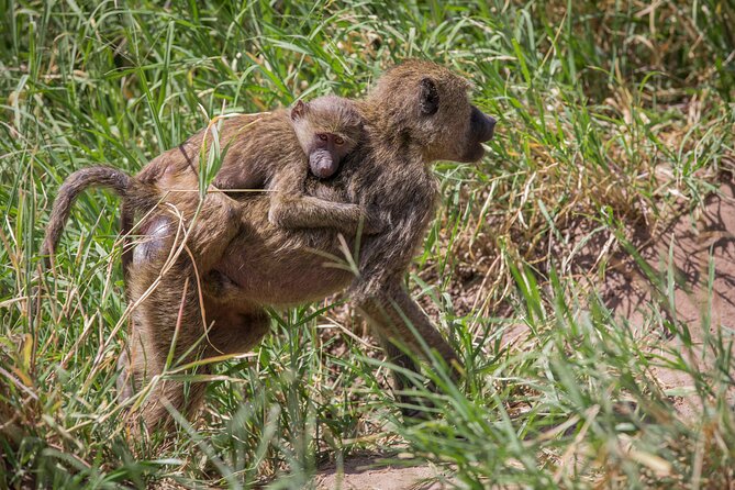 8 Day: Katavi N.P and Mahale Mountains National Park - Traveler Safety Precautions