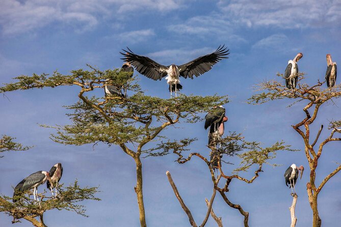 8 Day: Katavi N.P and Mahale Mountains National Park - Additional Info
