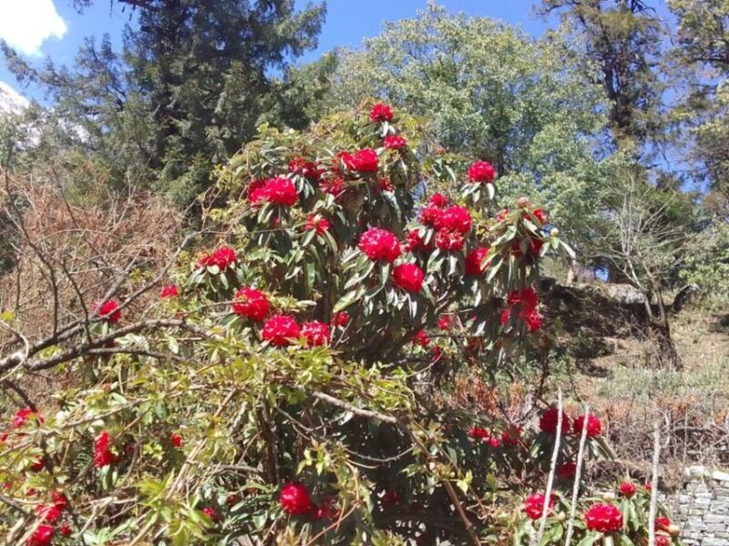 8-Day Kathmandu Annapurna Circuit Trek via Thorongla Pass - The Sum Up