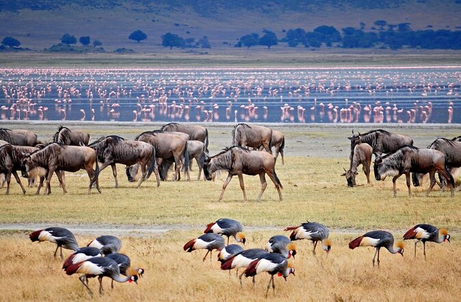8-Day Kenya Tanzania Private Budget Camping Safari Tour - Good To Know