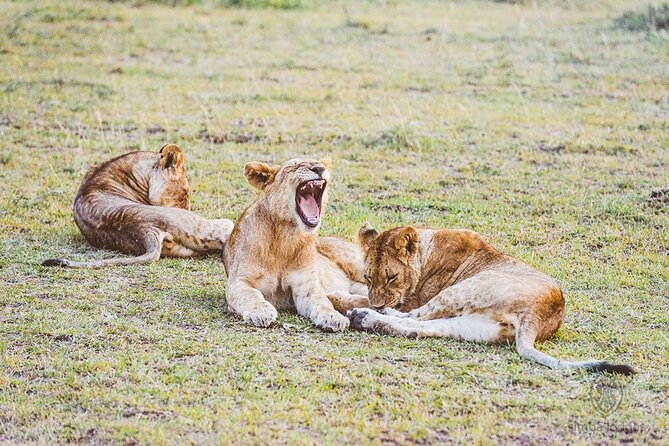 8-Day Kenya Tanzania Private Budget Camping Safari Tour - Transportation Details