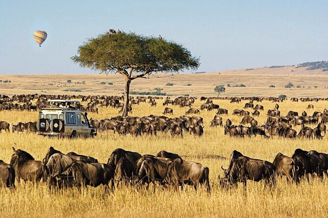 8-Day Kenya Tanzania Private Budget Camping Safari Tour - Safari Activities