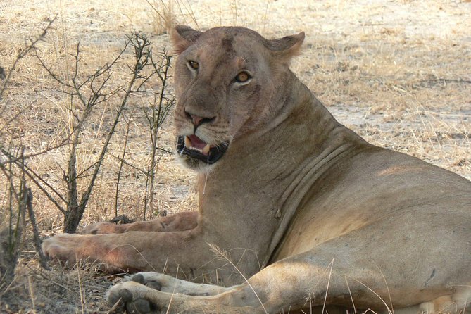 8-Day Mikumi National Park and Zanzibar Beach Holiday - Good To Know