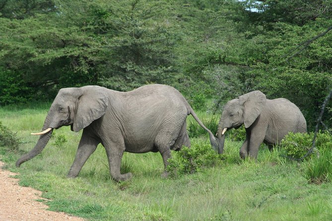 8-Day Mikumi National Park and Zanzibar Beach Holiday - Wildlife Spotting Adventures