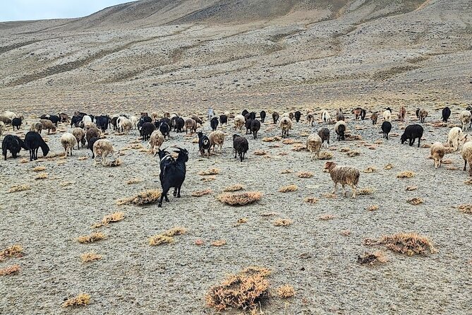 8-Day Private Adventure in Pamir Highway - Meals and Dining Options