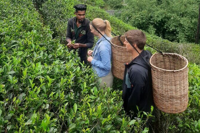 8 Day Private Customizable Tour of Sri Lanka - FAQ