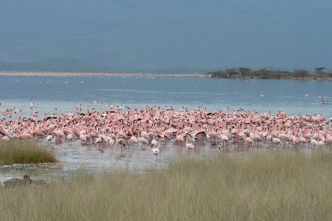 8-Day Private Safari Tour in Nairobi Kenya - Included Meals Schedule