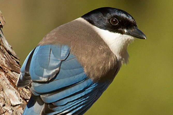 8-Day Private Tour Birds of Alentejo and Sierra Morena - Tour Overview