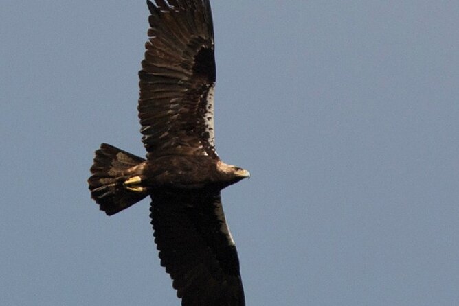 8-Day Private Tour Birds of Alentejo and Sierra Morena - Itinerary Details