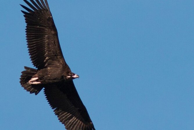 8-Day Private Tour Birds of Alentejo and Sierra Morena - Inclusions and Accommodations