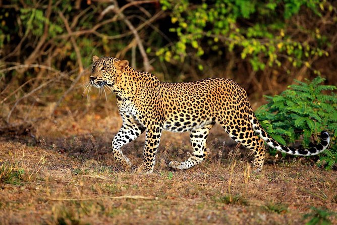 8 Day Private Tour Sri Lanka With Wildlife & Outdoor Experiences From Colombo - Day 4: Udawalawa - Yala