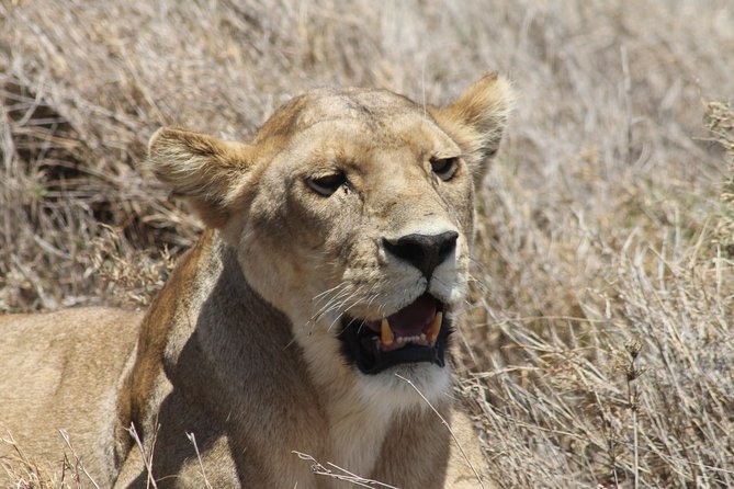 8 Day Private Wildebeest Migration Safari Serengeti Ngorongoro - Wildlife Viewing Opportunities