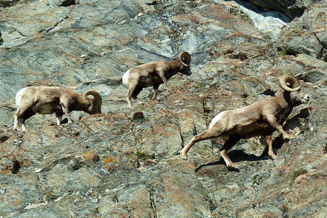 8-Day Rocky Mountains Caribou Tour From Vancouver - Cancellation Policy